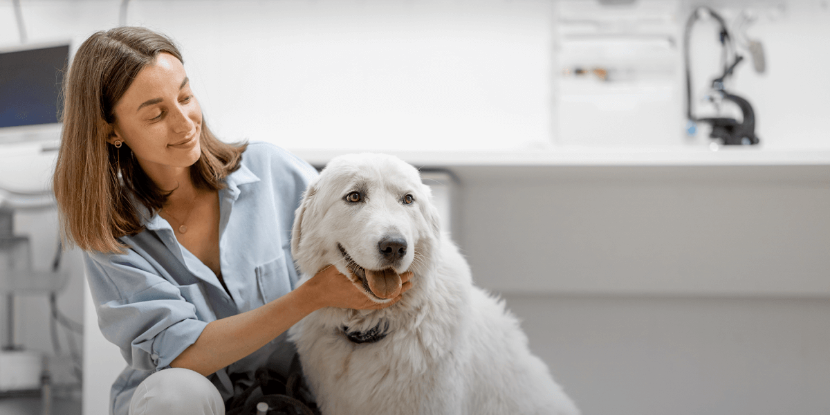 A refreshing new vet experience starts here